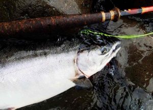 salmon master conversion fly rods