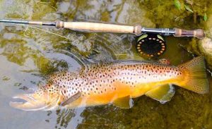brown trout spey rod